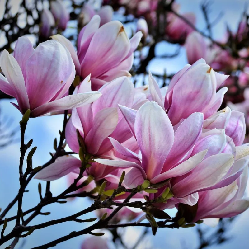 Magnolia arbre