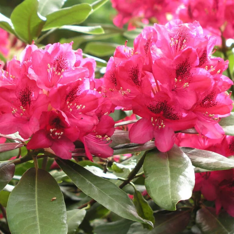 Rhododendron 267159 blp msg