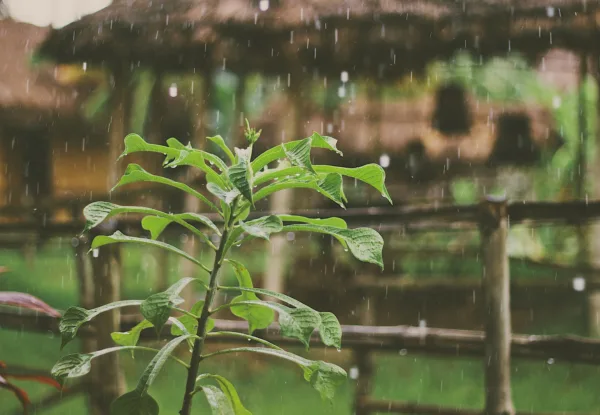 Kan een waterontharder aangesloten worden op regenwater?