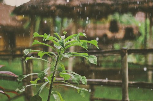 Hoe verkrijg je proper regenwater?